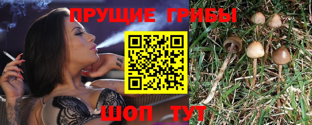 Галлюциногенные грибы Psilocybe  Псилоцибиновые грибы мицелий  Вход с VPN  Азнакаево 